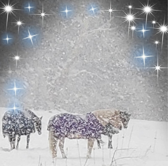 Sandy Sirabella - Poshmark Profile Picture of Sandy Sirabella (@sandyjosargent) on Poshmark