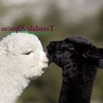 Profile Picture of Doug Steen (@teesdalealpacas) on Instagram