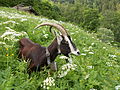 Profile Picture of Grisons Stripedon Wikipedia