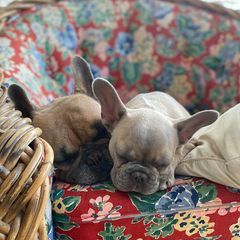 Profile Picture of Adam Ziegler (@@user9326676284944) on Tiktok