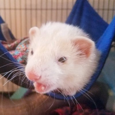 Profile Picture of Kevin Price (@Orange_Tang) on Twitter