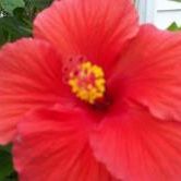 Profile Picture of Carole Tuttle (@rodcar) on Pinterest