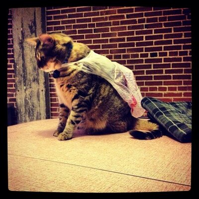 Profile Picture of Robert Jamal Tomko (@thedailyrobert) on Twitter