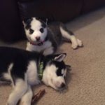 Profile Picture of Lisa Jenness (@jennesslisa) on Instagram