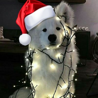 Profile Picture of Darren Cheng (@dmcheng448_ig) on Twitter