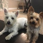 Profile Picture of Betty White & Tinsley too (@bettywhitewestie) on Instagram