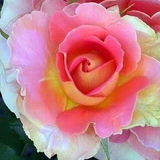 Profile Picture of Jill Mitchell (@AshyFlycatcher) on Twitter