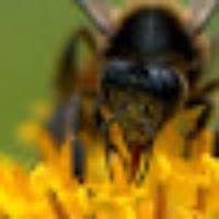 Profile Picture of Ravindra Palavalli Nettimi (@ravindra-palavalli-nettimi) on Quora