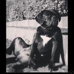 Profile Picture of brandy Bertrand (@brendylebanon) on Instagram