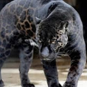 Profile Picture of Chris Crockett (@Cuhoop20) on Youtube