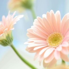 Profile Picture of Tammy Straw (@ts1242) on Pinterest