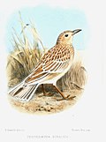 Profile Picture of Somali larkon Wikipedia