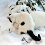 Profile Picture of Rhonda (@rhondacallisc) on Instagram