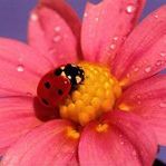 Profile Picture of Kristina Reynolds-Haney (@kmomaz) on Pinterest