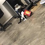 Profile Picture of Josette Bridget Williams-rivera (@elephxntlxver) on Instagram