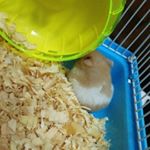 Profile Picture of 可可球 (@golden20200409) on Instagram