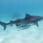 Profile Picture of Amanda Lorusso (@amandalorusso9901) on Instagram