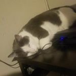 Devin Walls - Instagram Profile Picture of Devin Walls (@devinchi423) on Instagram