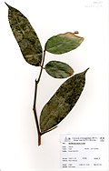 Profile Picture of Danielliaon Wikipedia