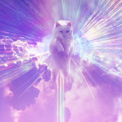 Profile Picture of Matt Maze (@Phalopolopocus) on Twitter