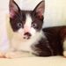 Profile Picture of Pearl🦁 Charles😼 (@raspberry411) on Pinterest