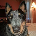 Profile Picture of Michael Huwe (@squirrel265) on Instagram