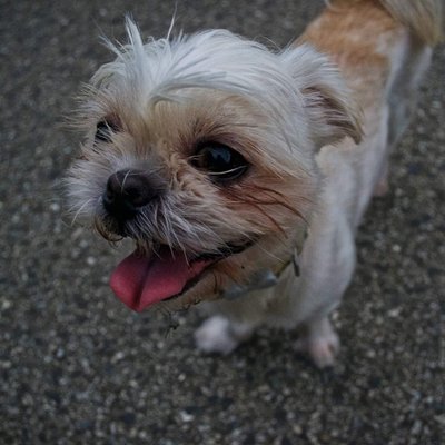 Profile Picture of Eileen Yu (@EileenYu17) on Twitter