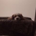 Profile Picture of Peter Brassington (@rupertthe_bear) on Instagram