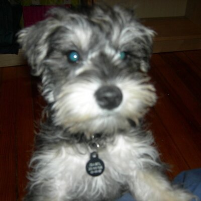 Profile Picture of Taylor Antrim (@taylorantrim) on Twitter