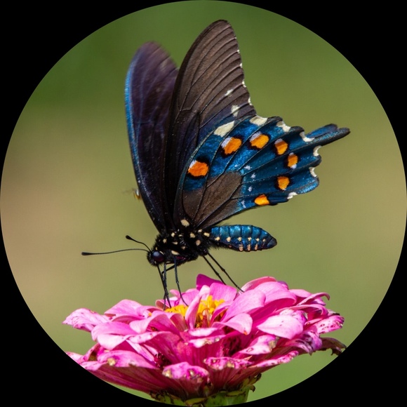 Profile Picture of Zoe Witcomb (@zoelovecreation) on Poshmark