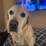 Profile Picture of Kelli Sheppard (@kellidotca) on Instagram