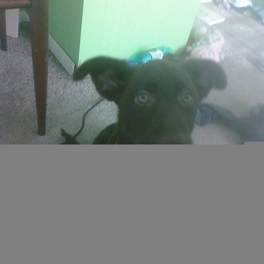 Daniel Chismar - Twitter Profile Picture of Daniel Chismar (@dannychism) on Twitter