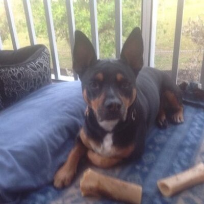 Profile Picture of Sonia Stevens (@pookiesnot) on Twitter