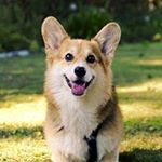 Profile Picture of Laron Lee (@mayoisvegan) on Instagram