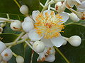 Profile Picture of Calophyllumon Wikipedia