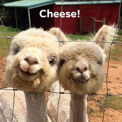 Lora Woods - Twitter Profile Picture of Lora Woods (@Lorawoo31074020) on Twitter