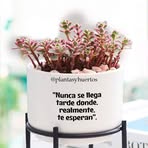 Profile Picture of Octavio Araujo (@octavio.araujo.1253) on Facebook