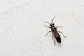 Profile Picture of Nerthus (bug)on Wikipedia