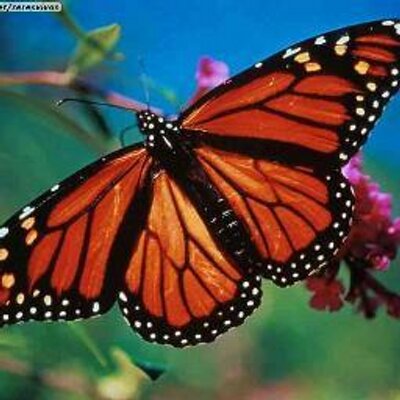 Profile Picture of Janet Carpio (@cell_empower) on Twitter