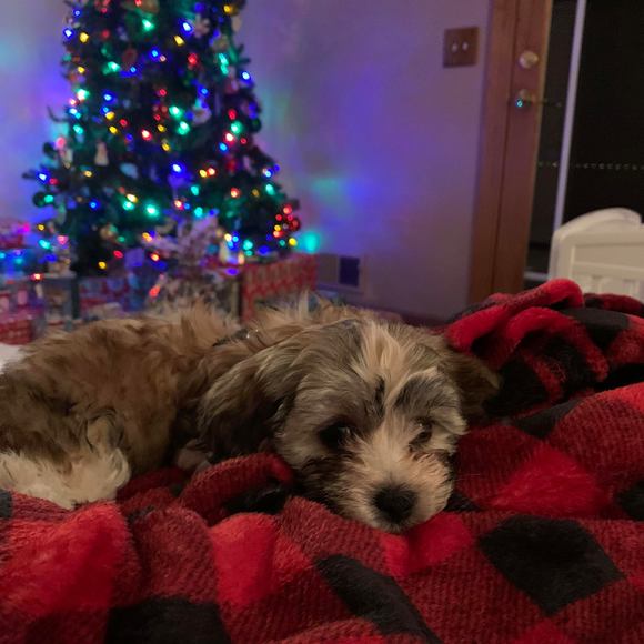 Profile Picture of Sandra Ribeiro (@carcamos1) on Poshmark