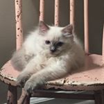 Profile Picture of Leigh Ann Swafford (@leighannswafford) on Instagram