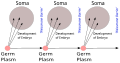 Profile Picture of Weismann barrieron Wikipedia