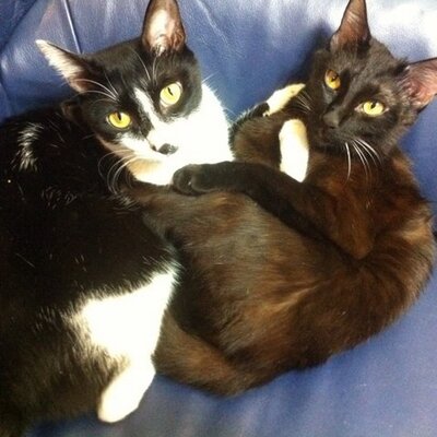 Profile Picture of Jonathan McDougall (@jyona_tokyo) on Twitter