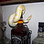Profile Picture of southern_critters (@southern_critters) on Flickr