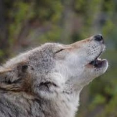 Profile Picture of Steve Pusey (@steve_pusey) on Twitter