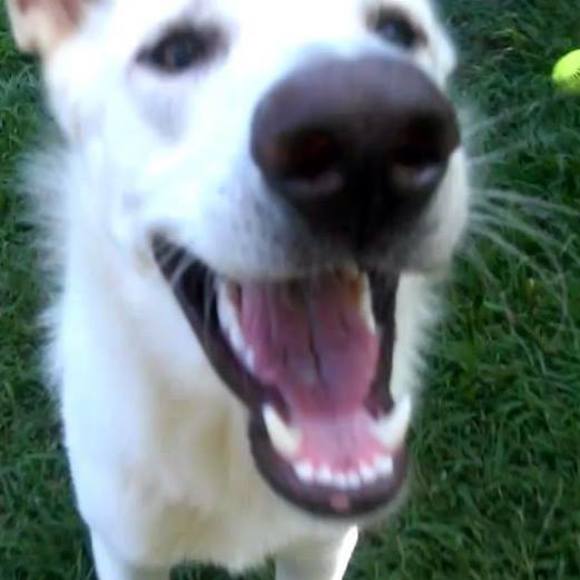 Profile Picture of Gretchen Heft kaczmarczyk (@dogsrfun65) on Poshmark