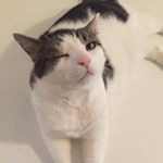 Profile Picture of Edward Aviles-Rombola (@officialedwardcat) on Instagram