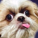 Profile Picture of Shih Shih (@shih.shih.dog) on Instagram