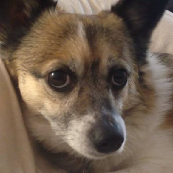 Profile Picture of Vickie Vulcano (@vickiemickey) on Poshmark