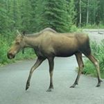 Profile Picture of Brian Schumacher (@schumacher_brian) on Instagram